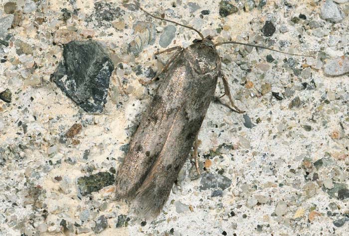 Blastobasis cfr.  huemeri (Blastobasidae)